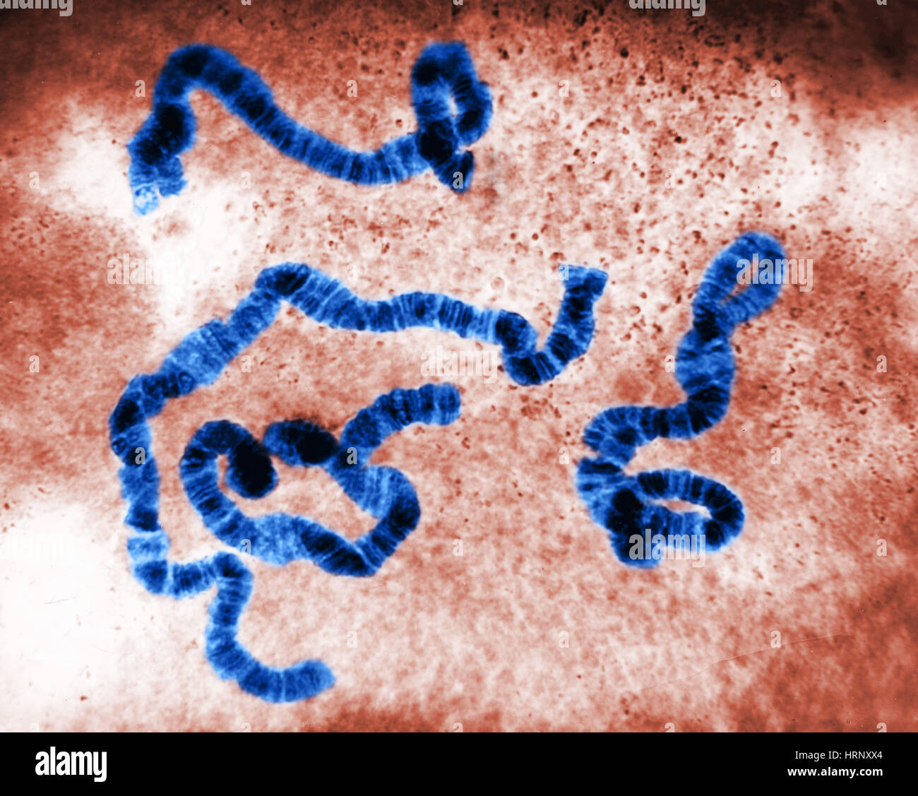 Chromosomenstruktur, Sciara Stockfoto Chromosomenstruktur, Sciara Stockfoto