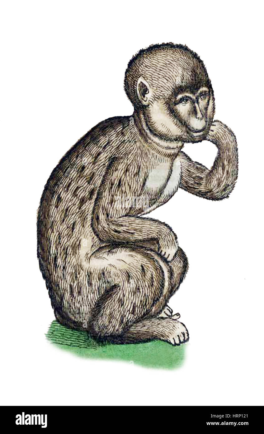 Affe, Historiae Animalium, 16. Jahrhundert Stockfoto