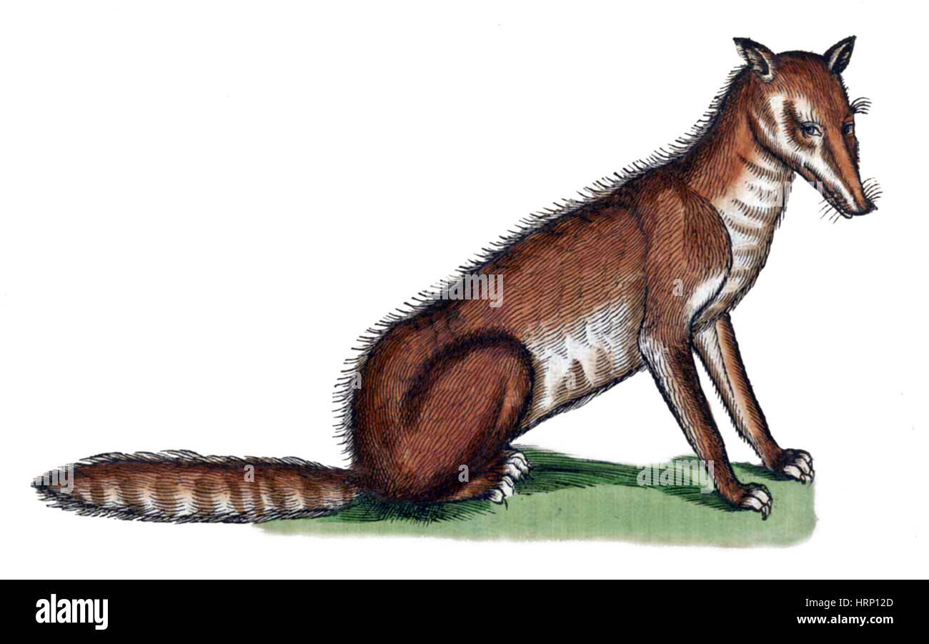 Fox, Historiae Animalium, 16. Jahrhundert Stockfoto
