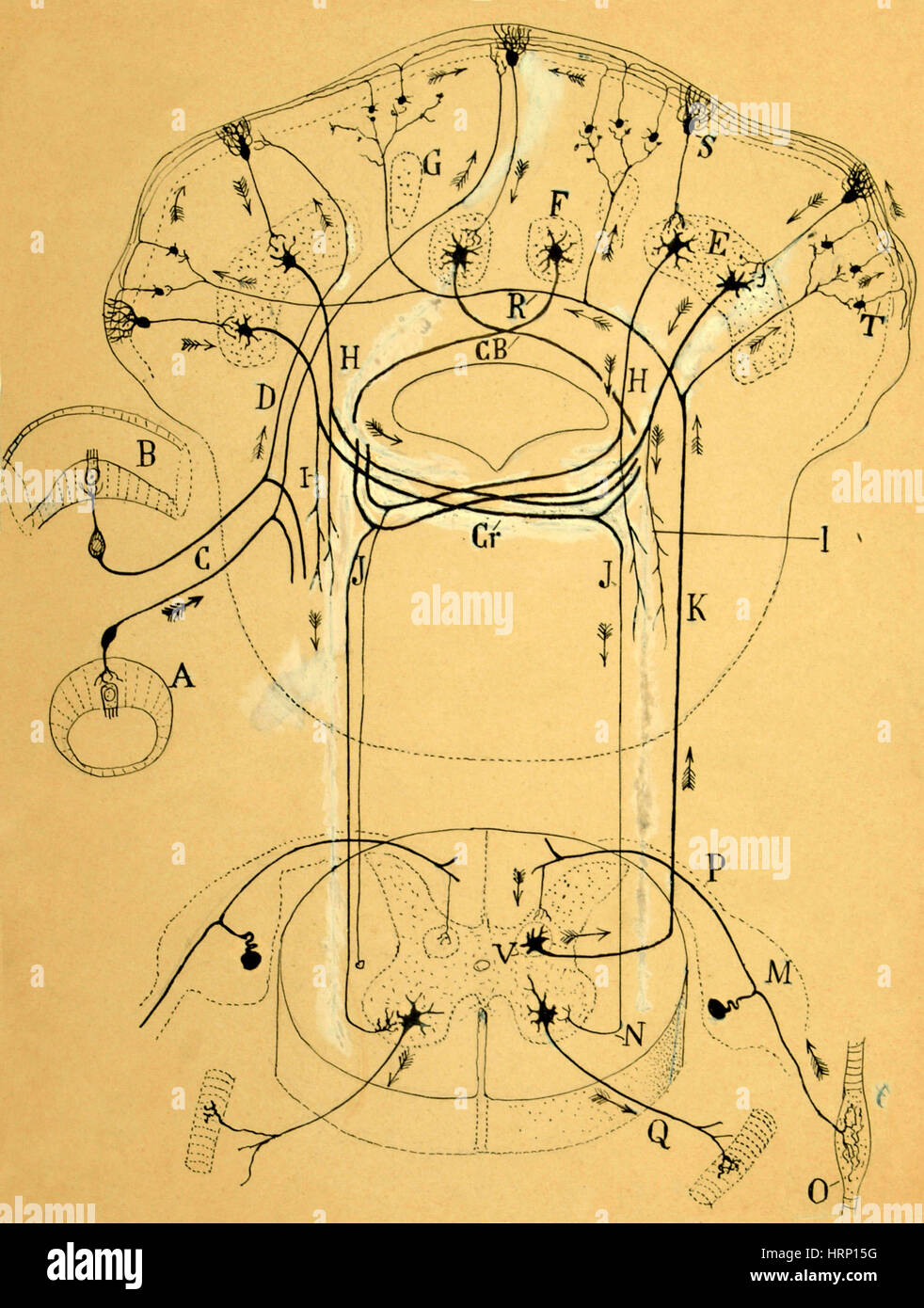 Gehirn Sie-vestibulären Sensoranschlüsse, Cajal, 1899 Stockfoto