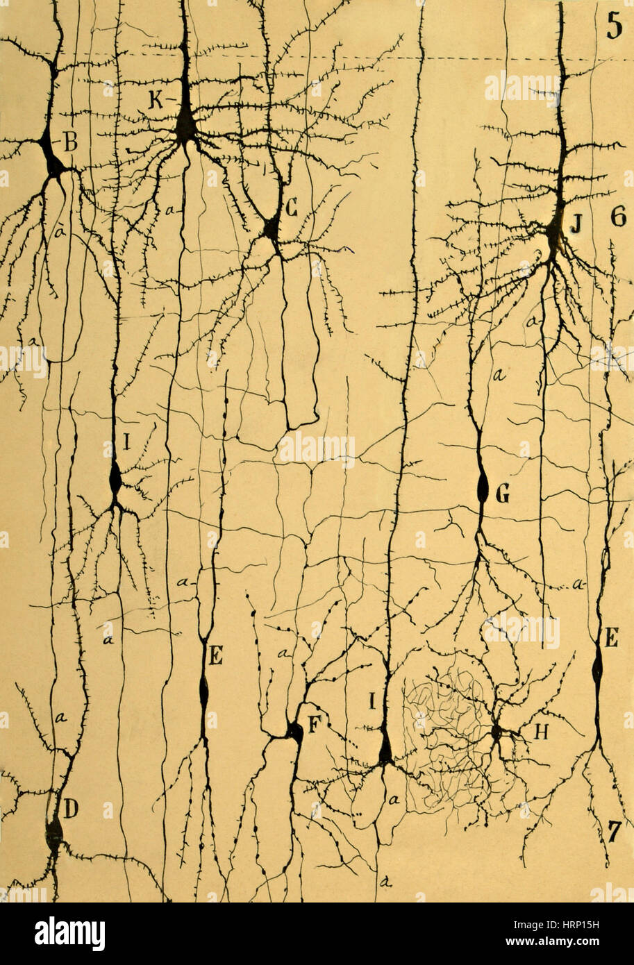 Mikroskopische Gehirnstruktur, Cajal, 1904 Stockfoto