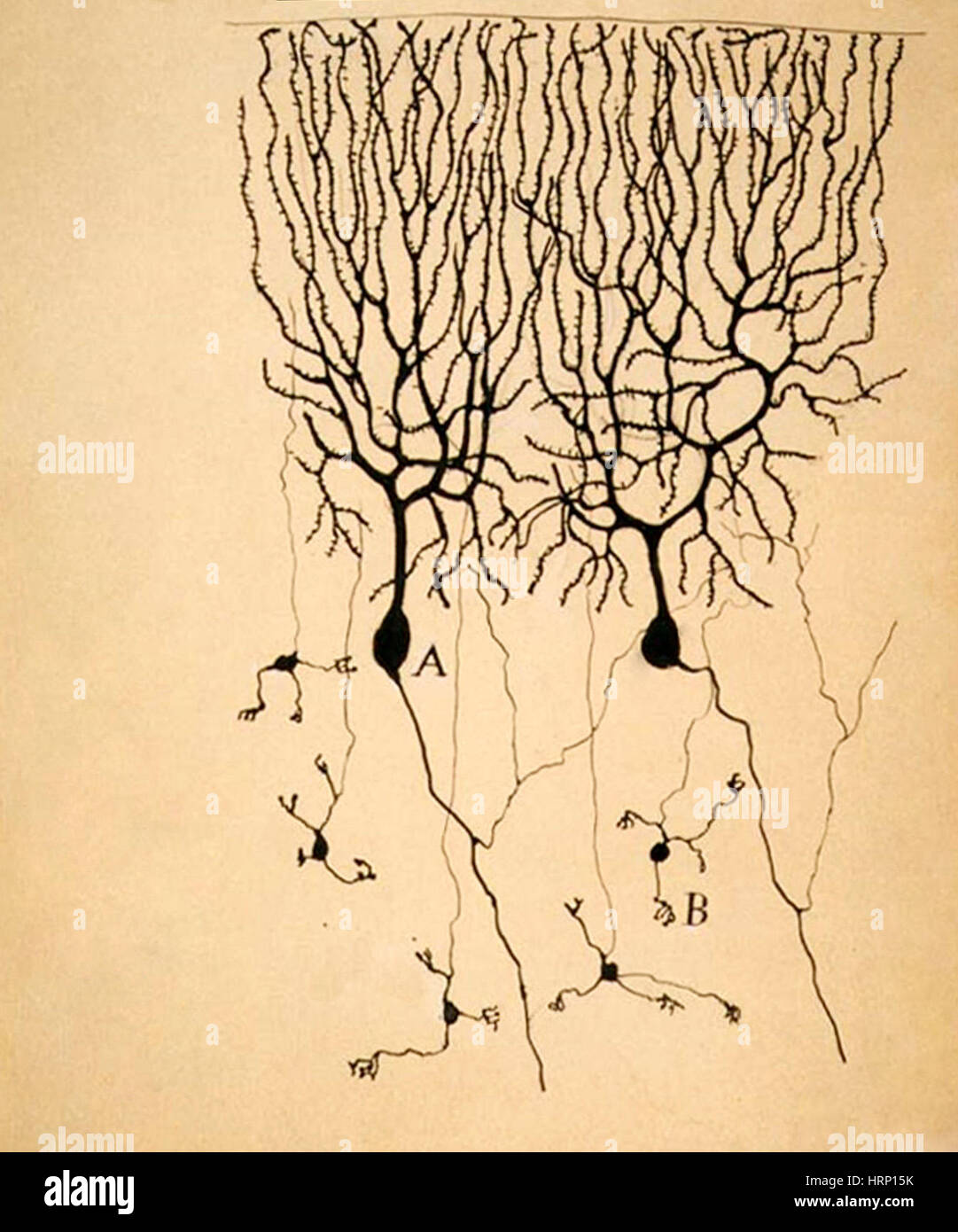 Purkinje-Zellen, Cajal, 1899 Stockfoto