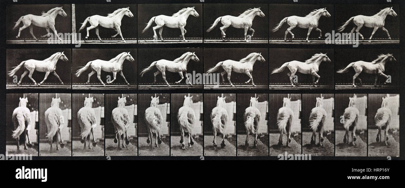 Tierische Fortbewegung, Pferd im Galopp, 1887 Stockfoto