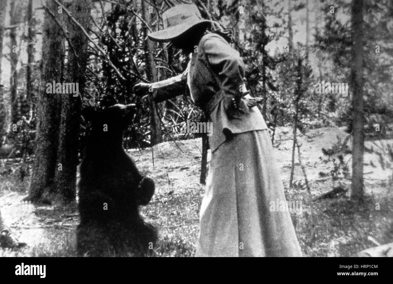 Fütterung von Bären, Yellowstone NP Stockfoto