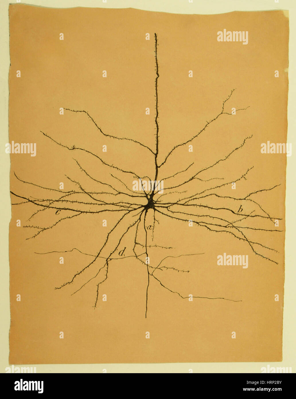 Pyramidale Zelle in der Großhirnrinde, Cajal Stockfoto