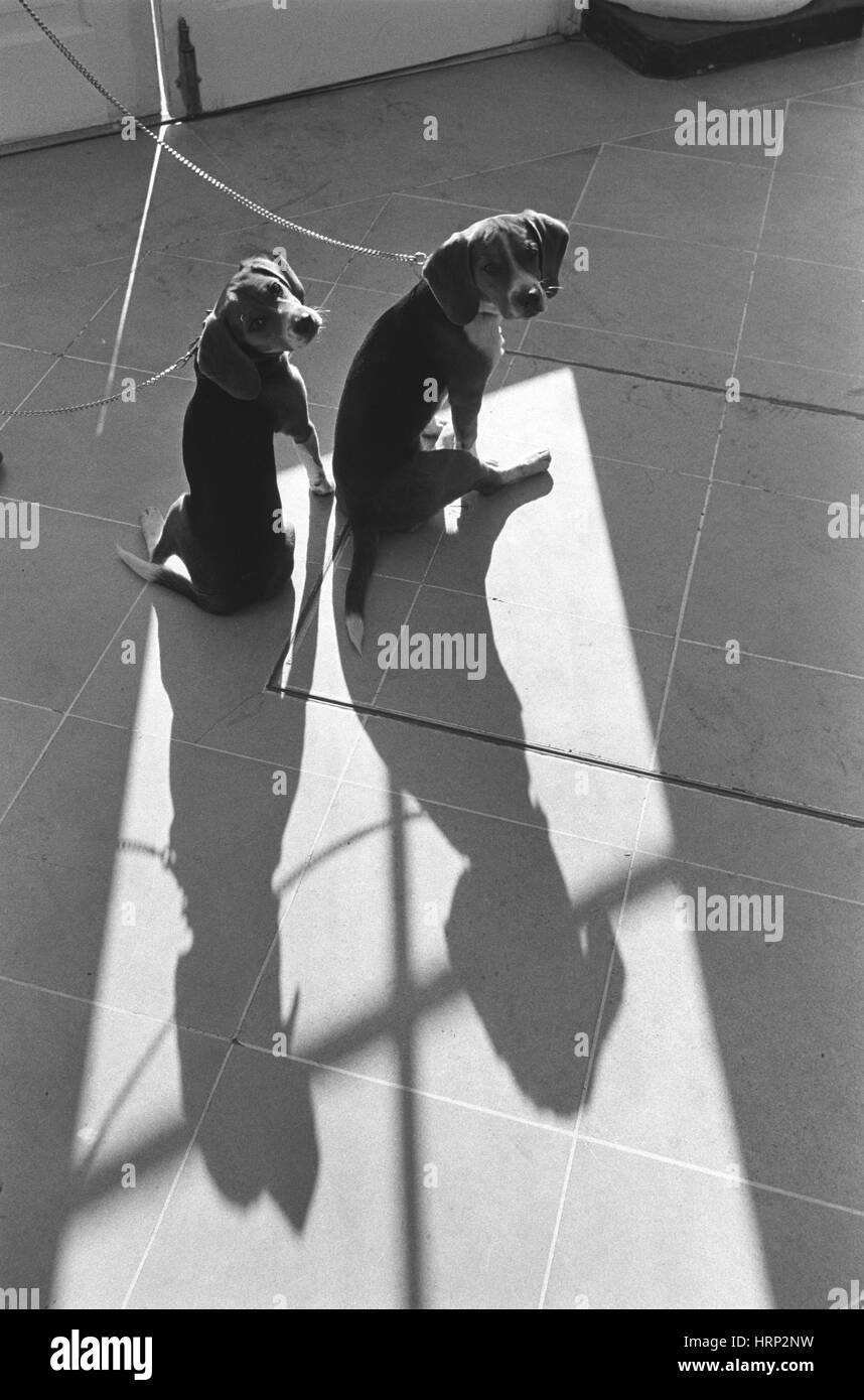 Und ihn, Präsident Johnson Beagles, 1963 Stockfoto