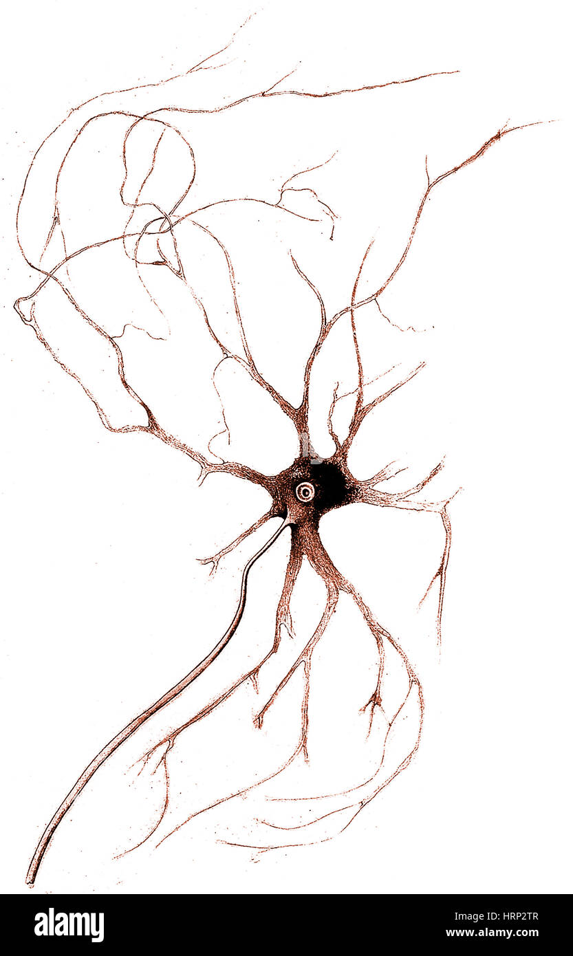 Nervenzelle aus Rückenmark, Deiters, 1865 Stockfoto