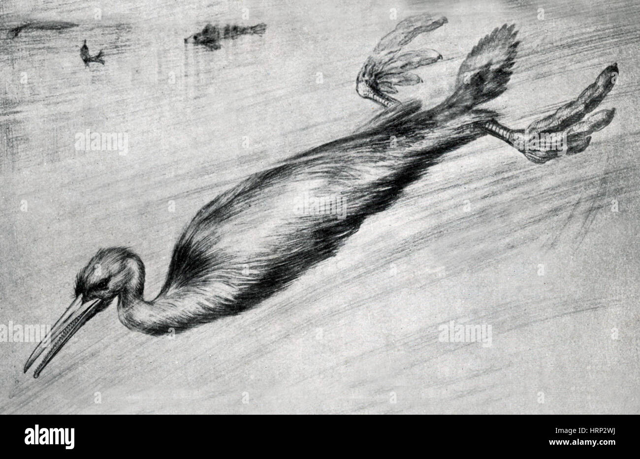 Hesperornis, Kreidezeit flugunfähigen Vogel Stockfoto