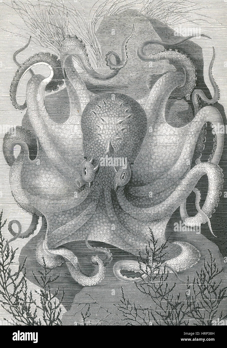 Oktopus, 1878 Stockfoto