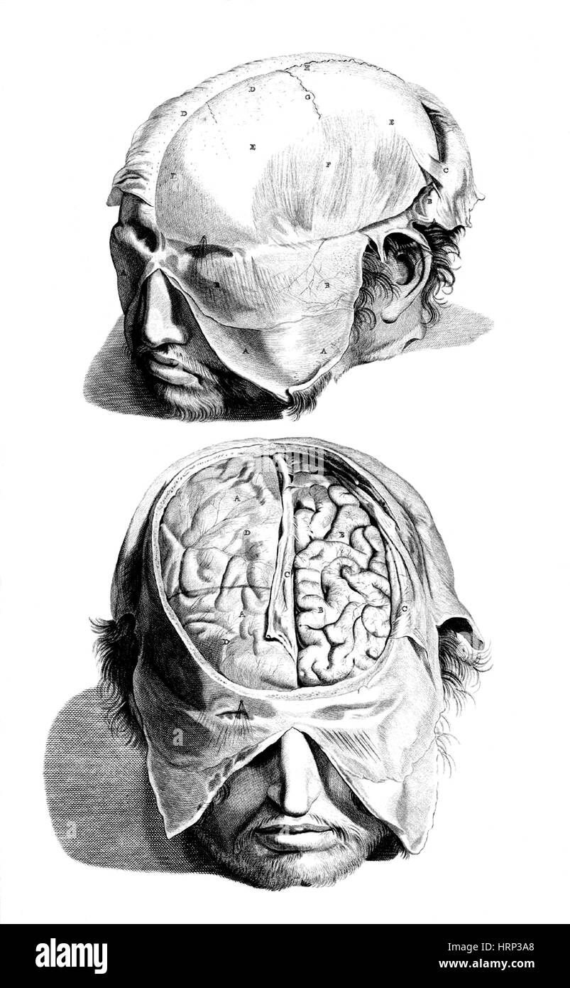 Anatomia Humani Corporis, Tabelle 05, 1690 Stockfoto