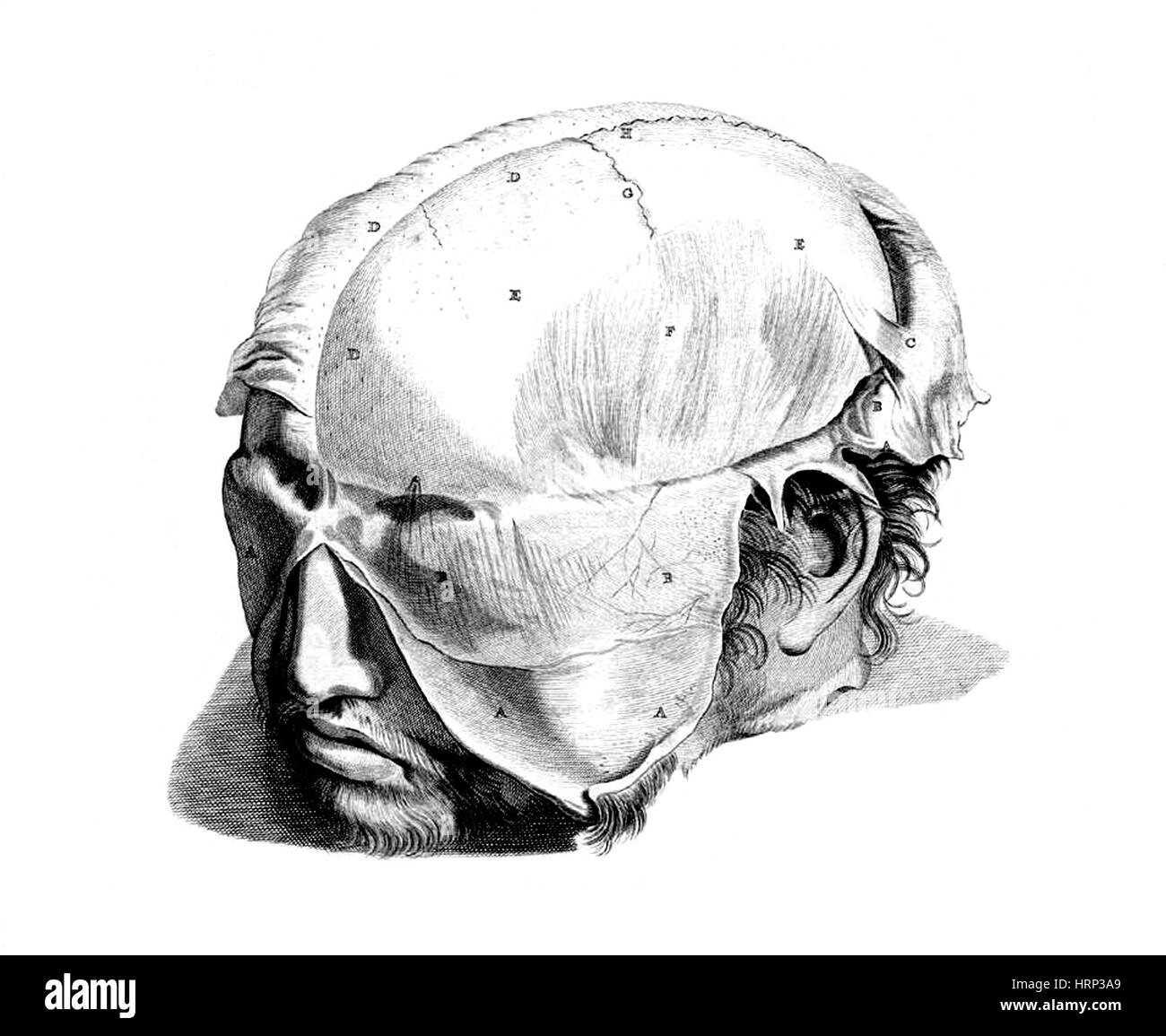 Anatomia Humani Corporis, Tabelle 05, 1690 Stockfoto
