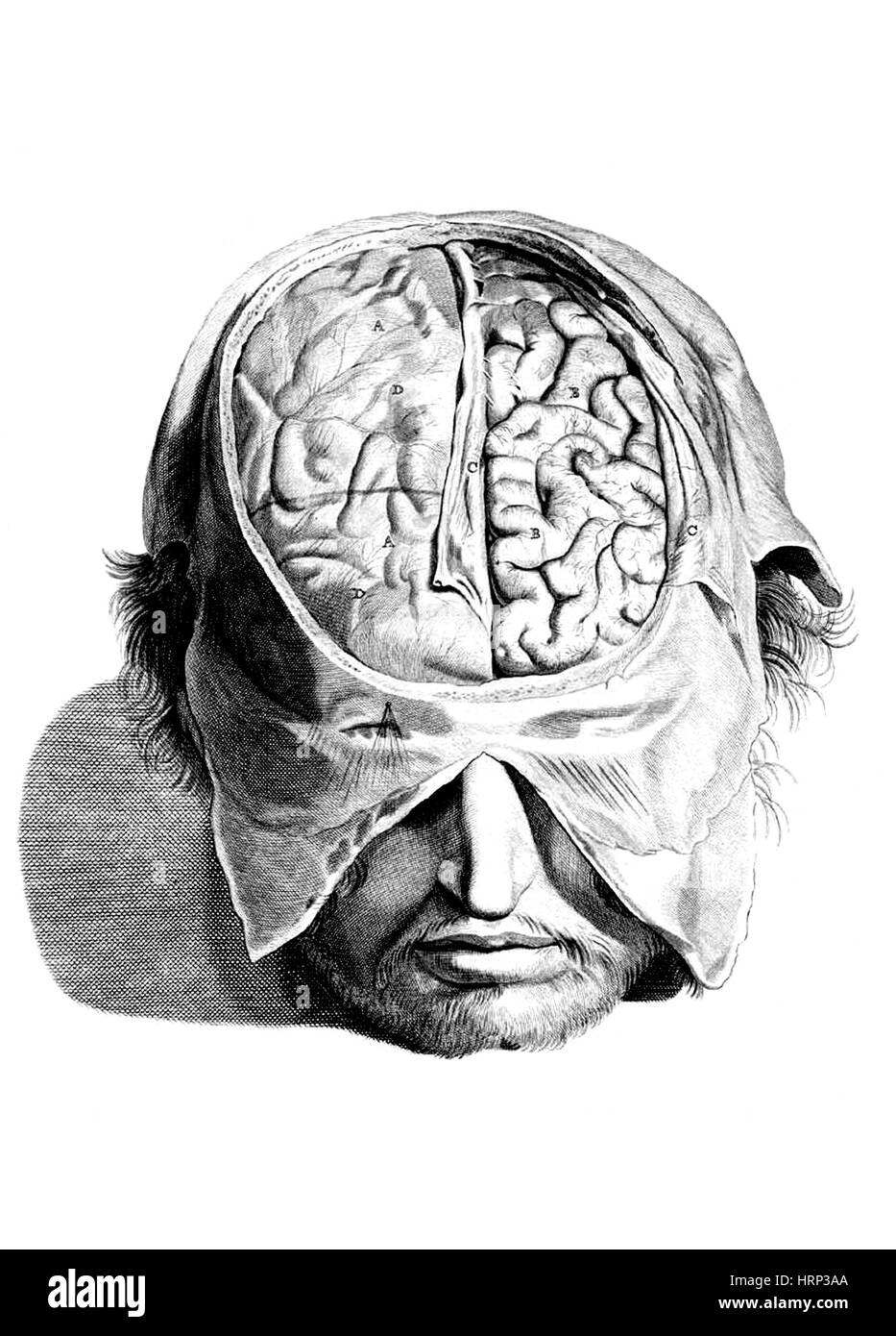 Anatomia Humani Corporis, Tabelle 05, 1690 Stockfoto