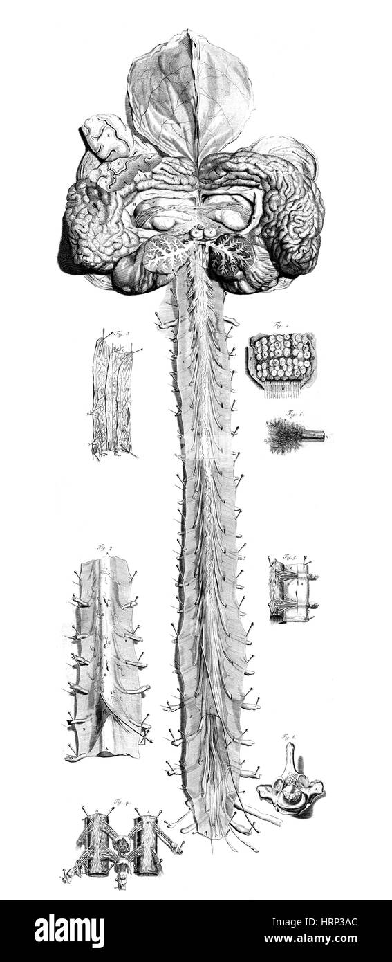 Anatomia Humani Corporis, Tabelle 10, 1690 Stockfoto