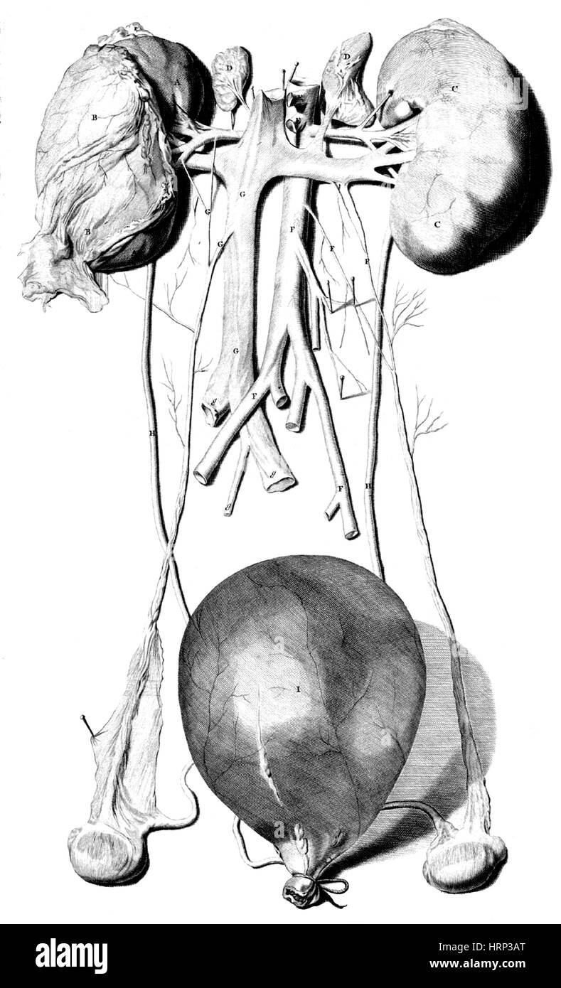Anatomia Humani Corporis, Tabelle 42, 1690 Stockfoto