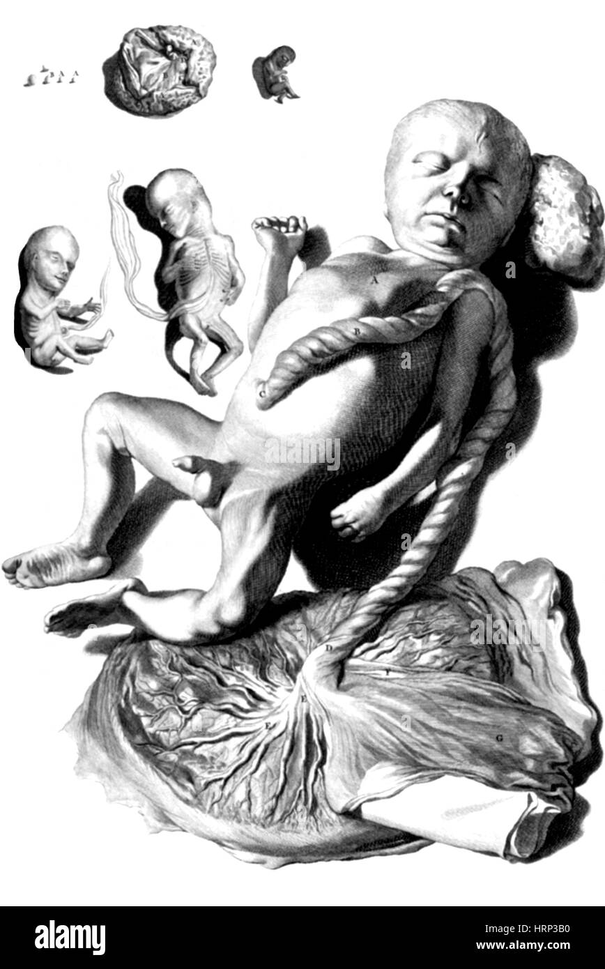 Anatomia Humani Corporis, Tabelle 57, 1690 Stockfoto