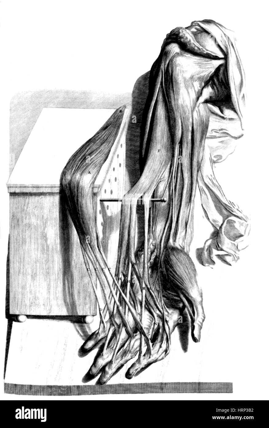 Anatomia Humani Corporis, Tabelle 67, 1690 Stockfoto
