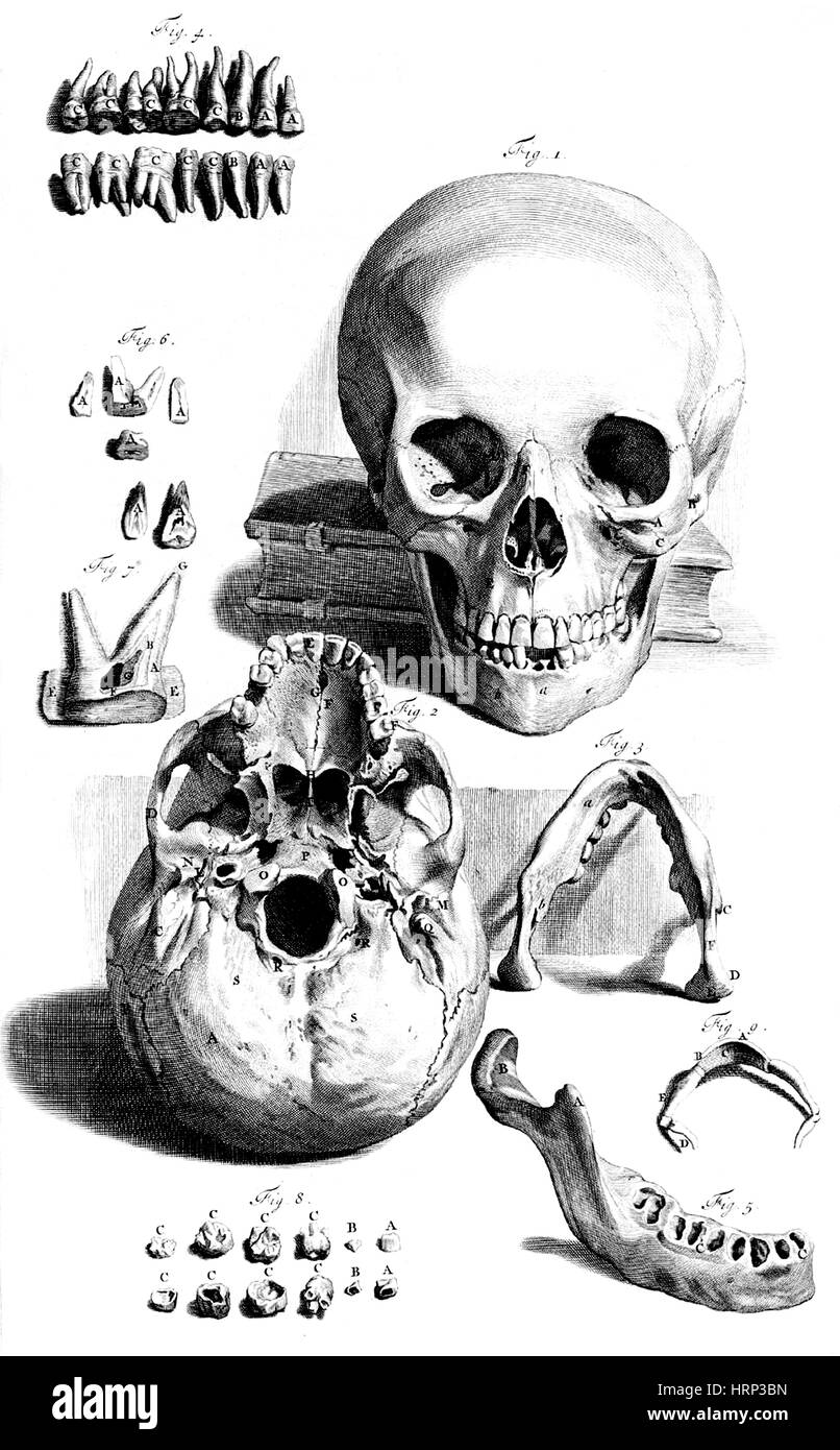 Anatomia Humani Corporis, Tabelle 92, 1690 Stockfoto