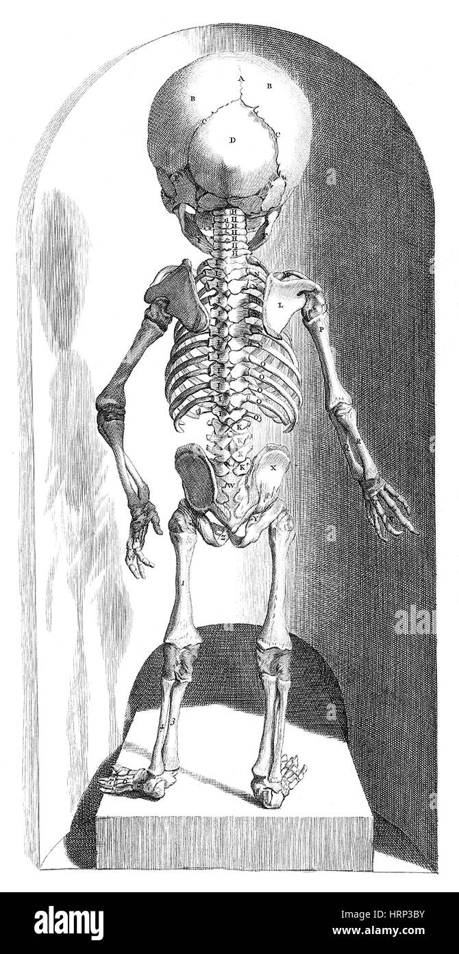 Anatomia Humani Corporis, Tabelle 102, 1690 Stockfoto