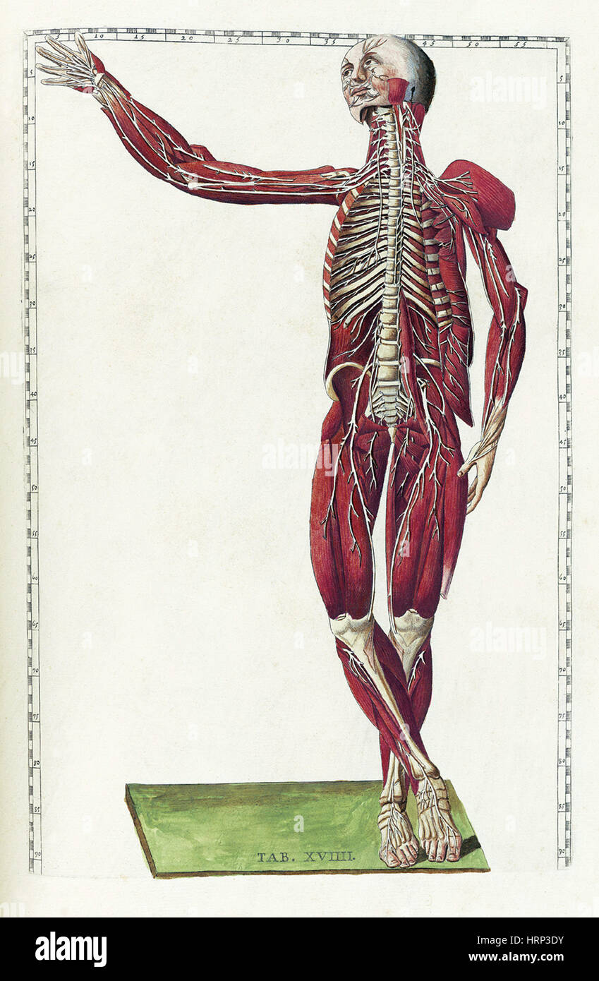 Eustachi, "Tabulae Anatomicae", 1783 Stockfoto