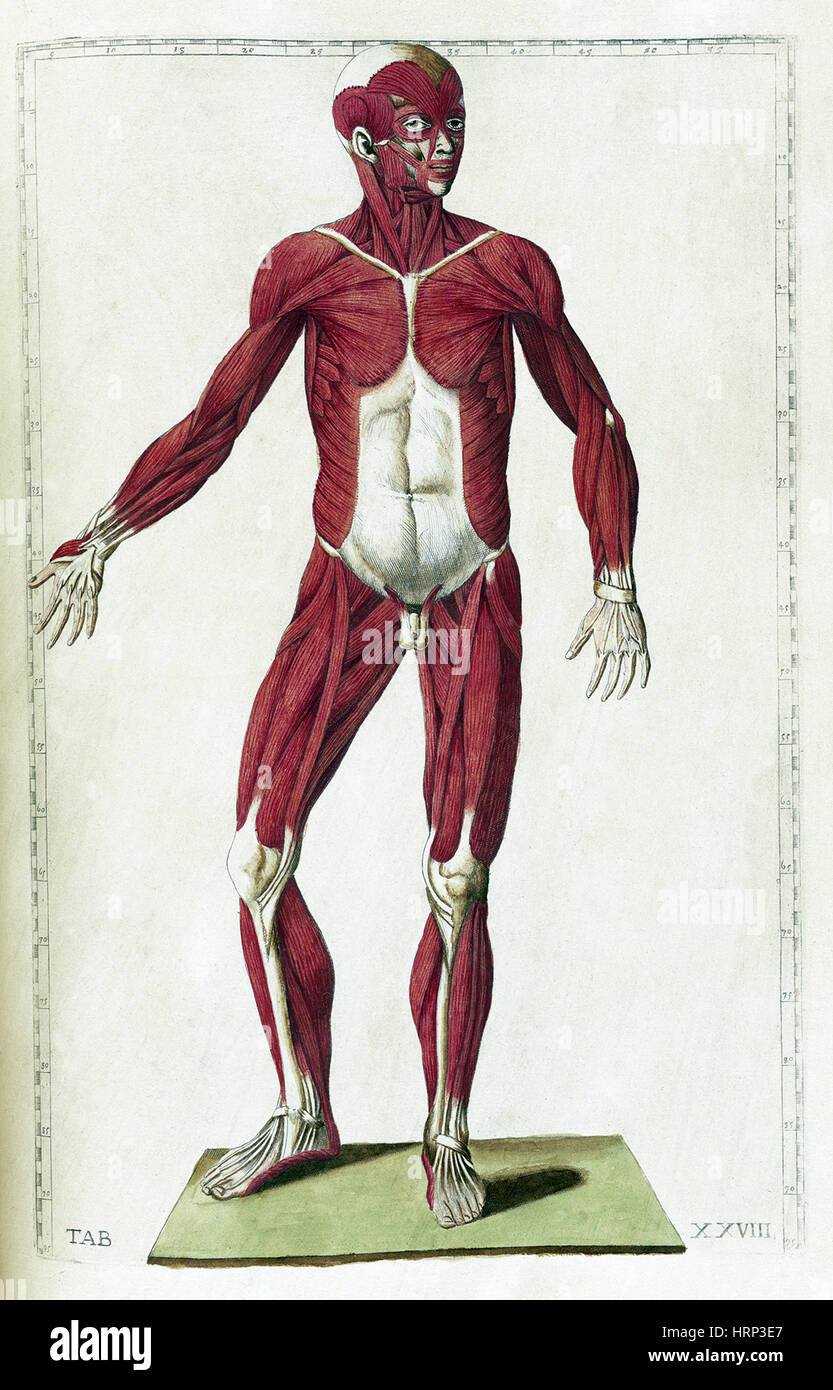 Eustachi, "Tabulae Anatomicae", 1783 Stockfoto