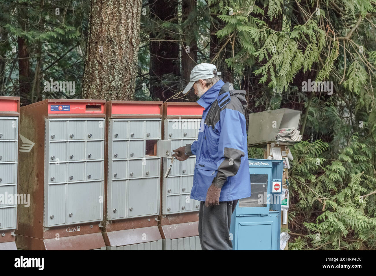 Ein Mann in blauem Regenmantel, Hut und Handschuhen holt seine Post aus einem ländlichen Briefkasten der Canada Post mit Wald im Hintergrund (British Columbia) ab. Stockfoto