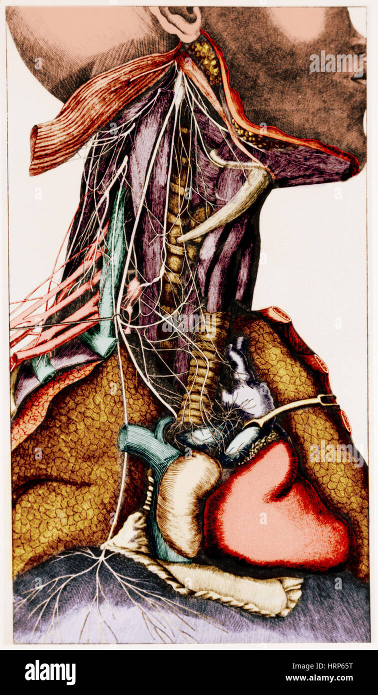 Anatomie des Halses Stockfoto