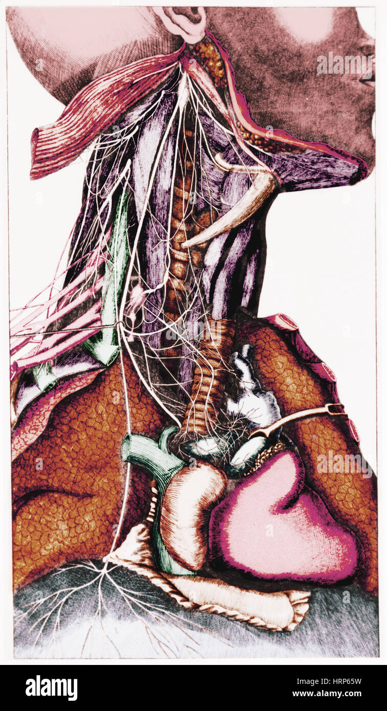 Anatomie des Halses Stockfoto