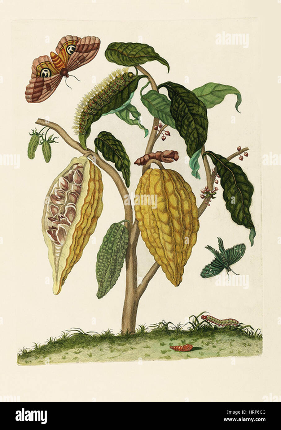 Kakao-Pflanze, Raupe, Schmetterlinge, 1705 Stockfoto
