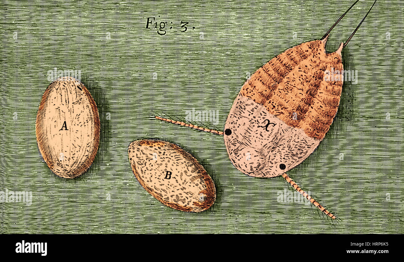 Milbe Eiern, Robert Hooke, herumgestreift, 1665 Stockfoto