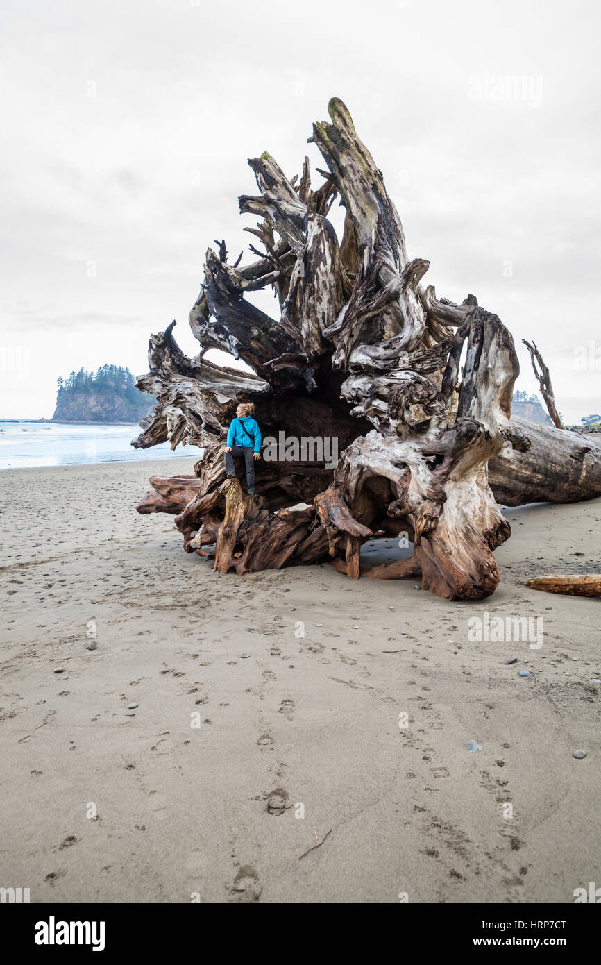 Eine Frau sitzt im Inneren einer riesigen Treibholz Baumwurzel auf 2. Beach, Washington Küste in der Nähe von La Push. Stockfoto