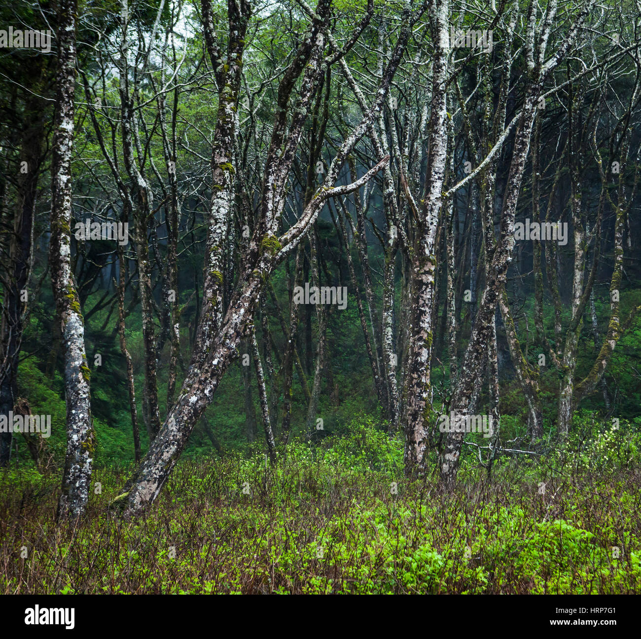 Alnus rubra -Fotos und -Bildmaterial in hoher Auflösung – Alamy