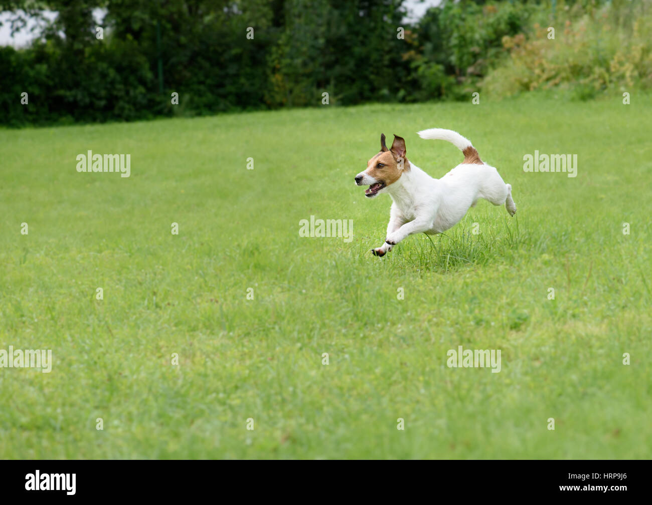 Energetische Hund laufen und springen auf dem grünen Rasen im Garten Rasen Stockfoto