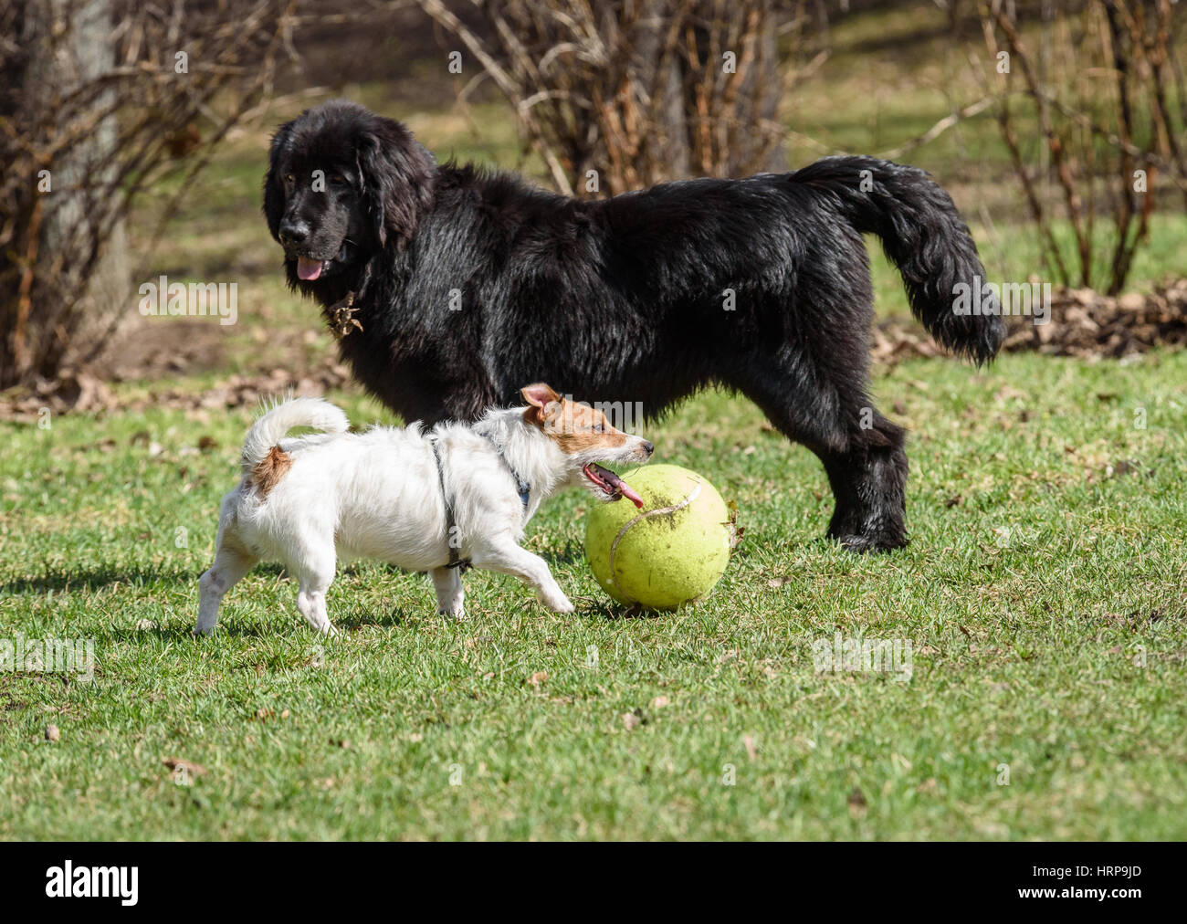Neufundländer und Jack Russell Terrier. Schwarz gegen weiß. Groß gegen klein. Stockfoto