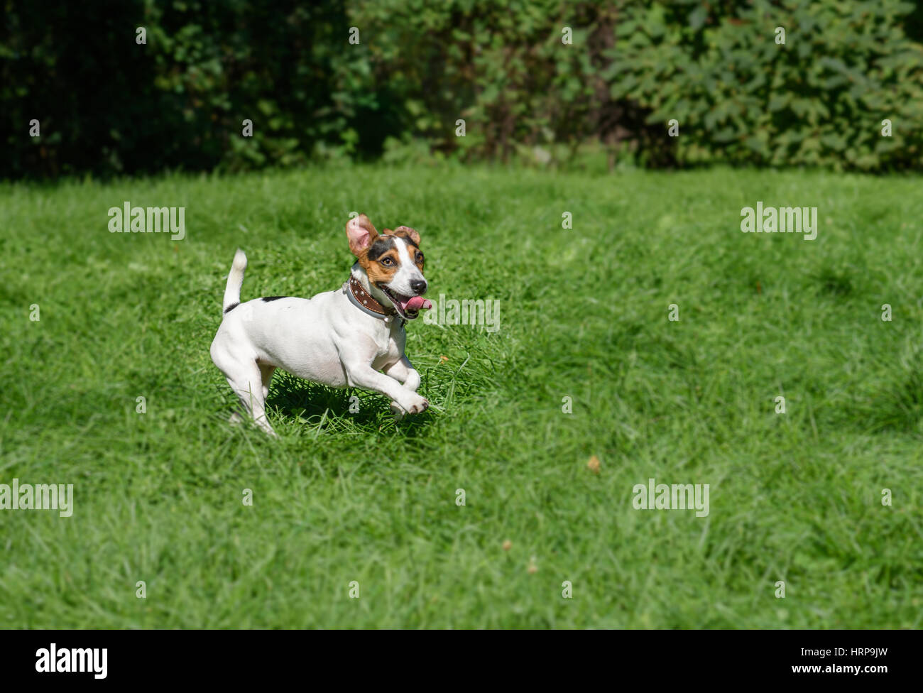 Hund mit netten und lustigen Gesichtsausdruck am grünen Rasen Stockfoto