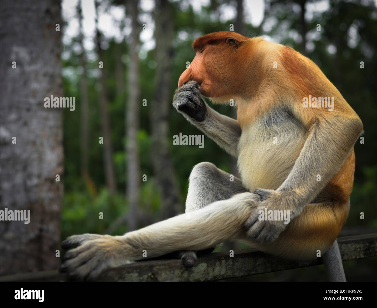 Nasalis Larvatus, Langnasen-Monkey, Malaysia, Kalimantan, Borneo, Indonesien, Asien Stockfoto