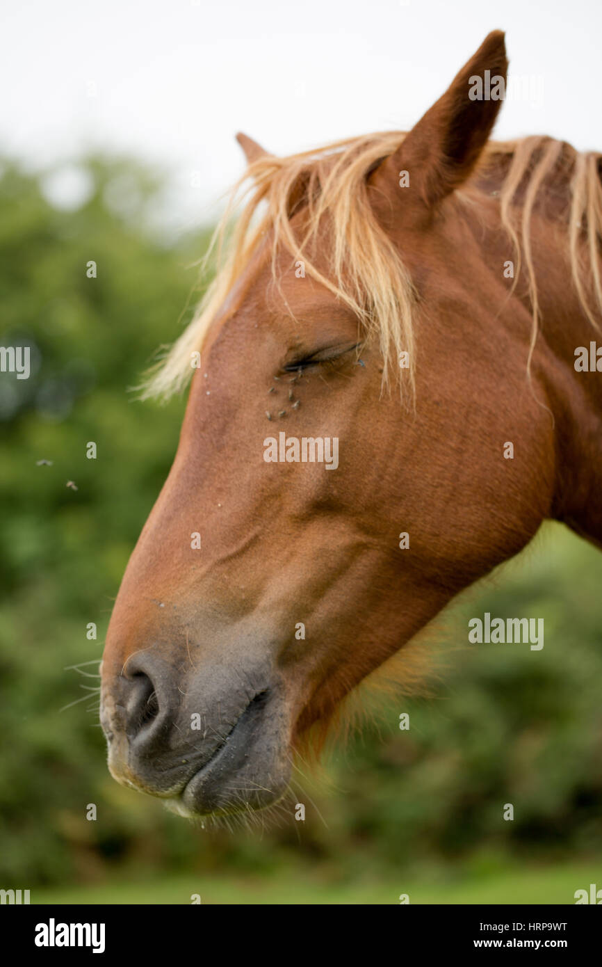 Pferdekopf wilde braune Schönheit hautnah Porträt. Pferd mit geschlossenen Augen Profil Zoom vertikalen Schuss Stockfoto