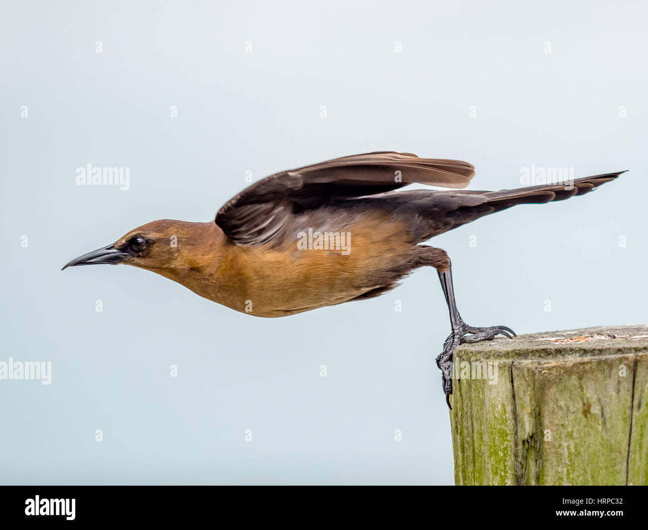 Boot-angebundene Grackle am Start Stockfoto
