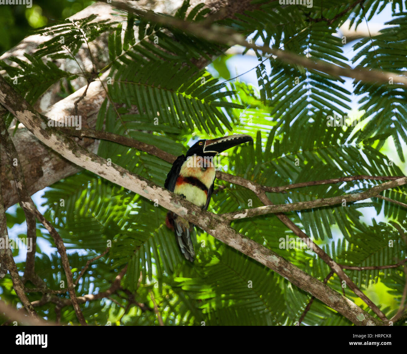 Collared Aracari, Pteroglossus Manlius, ist ein kleines Tukan. Er brütet vom südlichen Mexiko bis Panama; auch Ecuador, Kolumbien, Venezuela und Costa Stockfoto