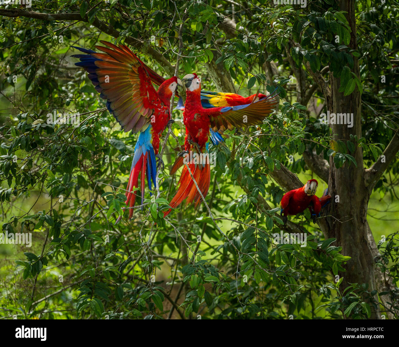 Zwei rote Aras, Ara Macao, sparring in einem Baum in Costa Rica. Stockfoto