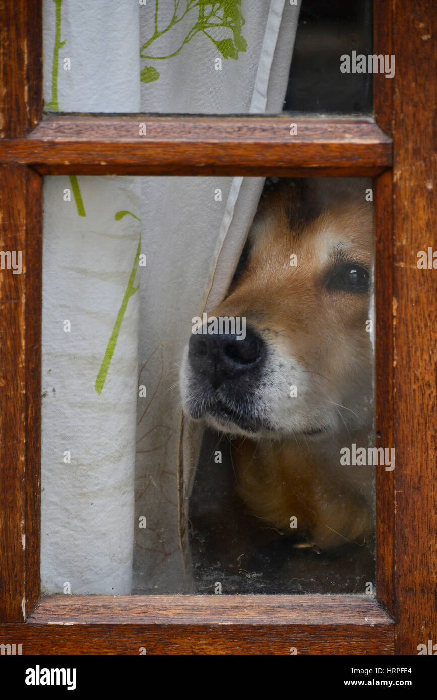 Traurig aussehende Hund Blick aus einem Fenster im Hochformat Stockfoto