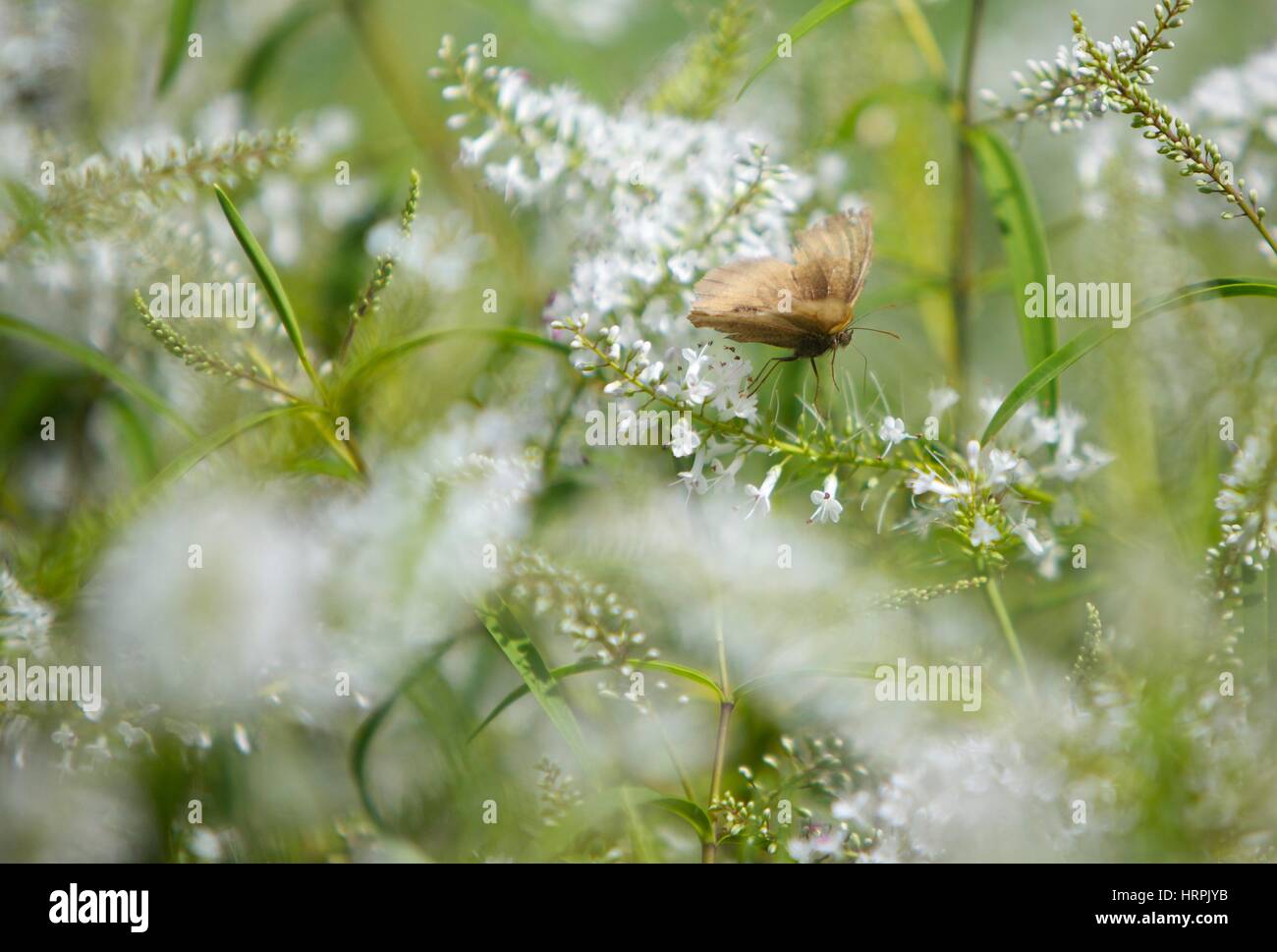 Wildblumen im Frühjahr mit Schmetterling Stockfoto