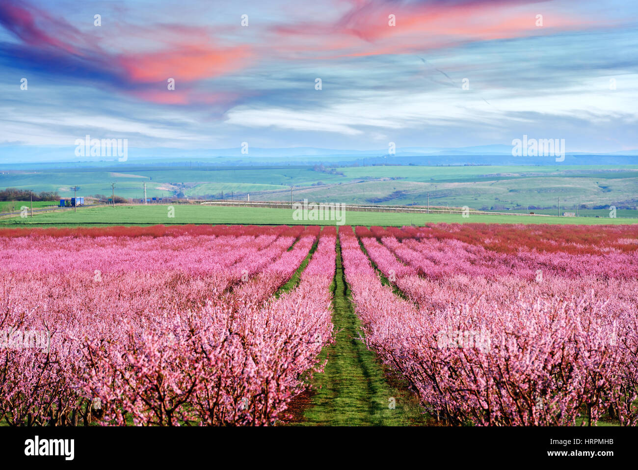 Pfirsich Garten blühen rechtzeitig Stockfoto