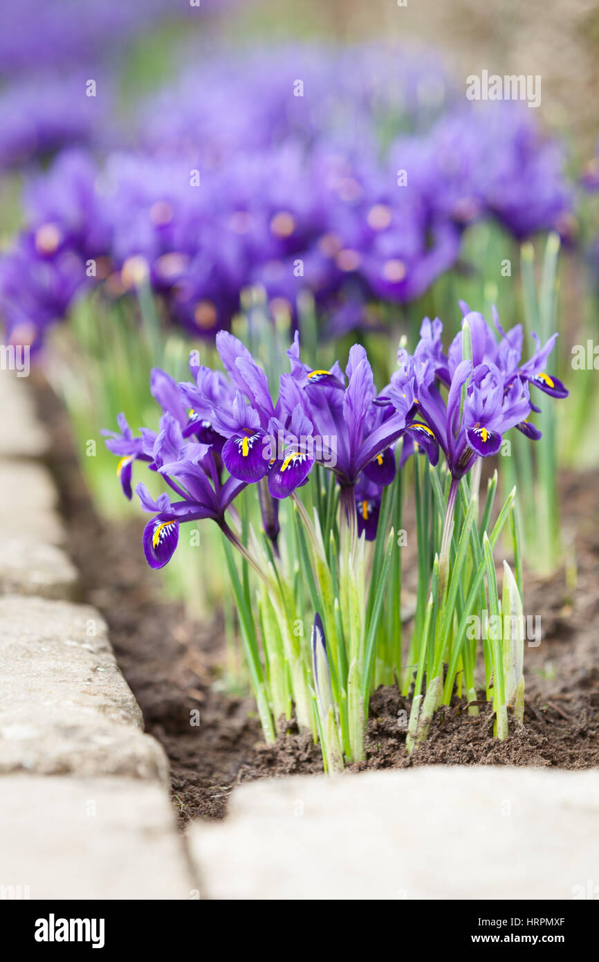 Iris bei Brightwater Gärten, Saxby, Lincolnshire, UK. Winter, Februar 2017. Stockfoto