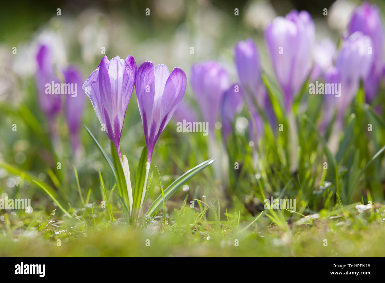 Krokusse in der Pfarrei St. Laurentius-Kirche. Scunthorpe, North Lincolnshire, UK. Winter, Februar 2017. Stockfoto