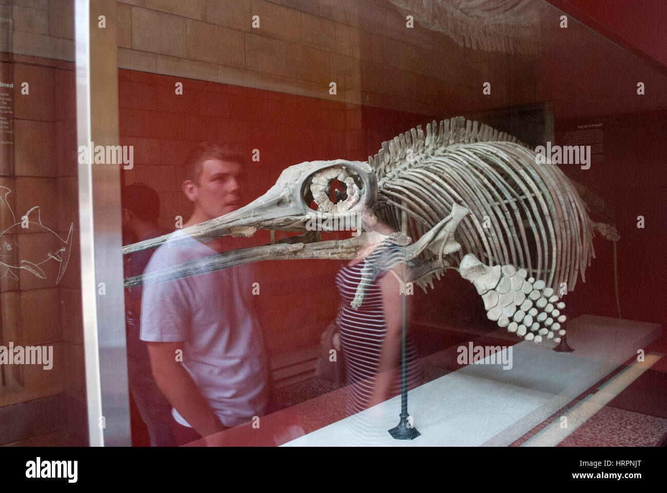 Ichthyosaurier-Fossil im Natural History Museum, London Stockfoto