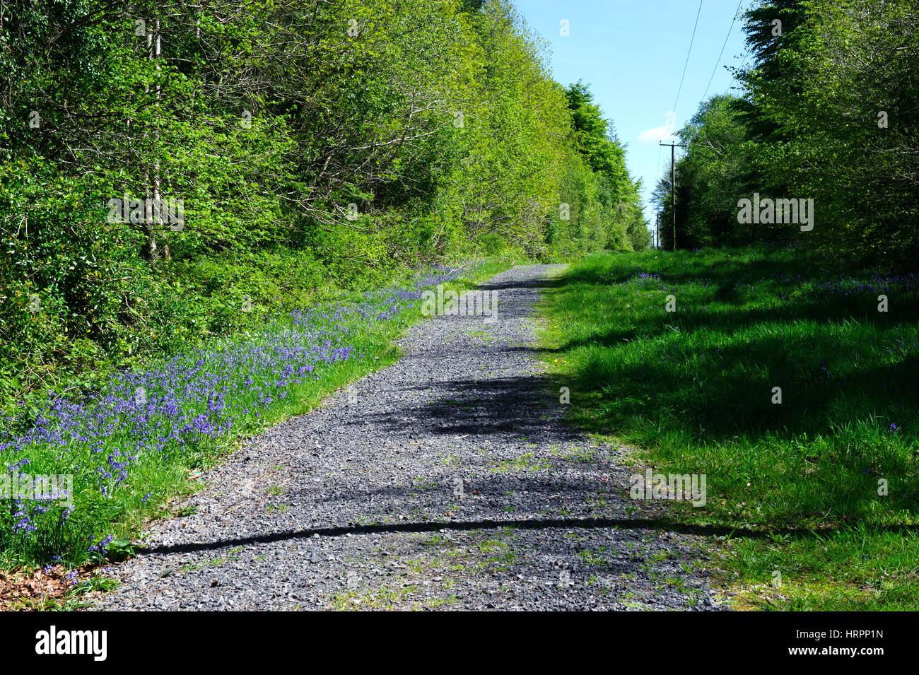 Landstraße im Killinthomas Wald, Irland Stockfoto