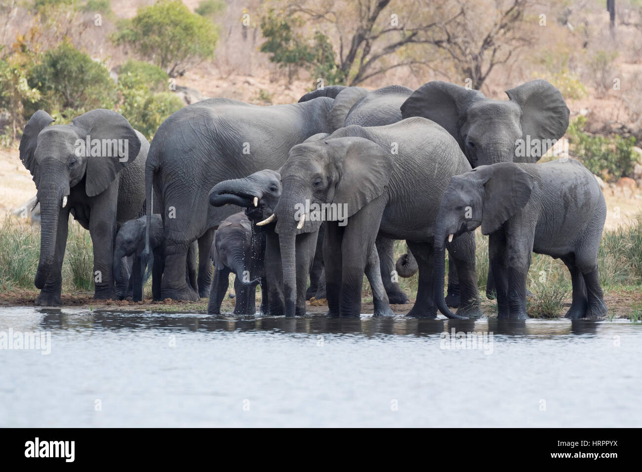 Afrikanischer Elefant (Loxodonta Africana) Herde trinken am Wasserloch, Krüger Nationalpark, Südafrika Stockfoto