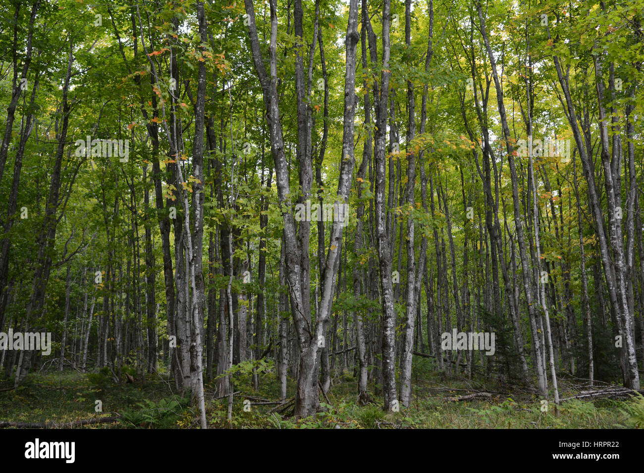 Ein horizontales Bild von einem Wald voller Bäume mit Blättern, die gerade erst anfangen, die Farbe von Grün zu gelb und rot zu ändern. Stockfoto
