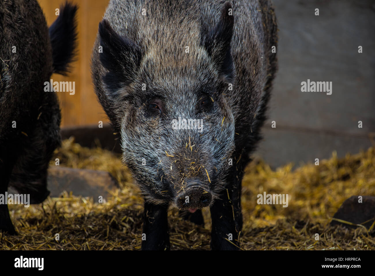 Nahaufnahme des eurasischen Wildschwein Stockfoto