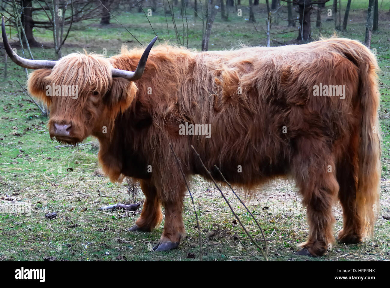 Ein Highland Kuh in einem Bauernhof des Posina, Veneto Italien. Stockfoto